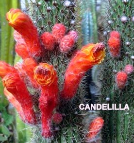 cleistocactus_candelilla021