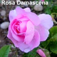 rosa-damascena-ok2